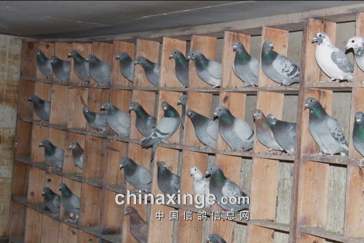 包头市长城<em>赛鸽</em>公棚<em>赛鸽</em>生活<em>照片</em>-中国信鸽信