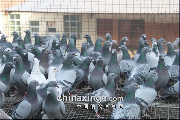 包头市长城<em>赛鸽</em>公棚<em>赛鸽</em>1月29日生活<em>照片</em> -中