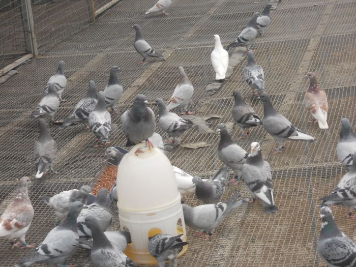 <em>赛鸽</em>生活<em>照片</em>-中国信鸽信息网公棚信息www.c