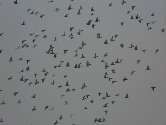 <em>赛鸽</em>生活<em>照片</em>-中国信鸽信息网公棚信息www.c