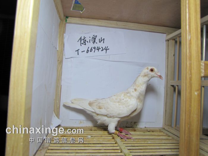 神木光宇公棚台湾地区足环<em>赛鸽照片</em>(不断上传