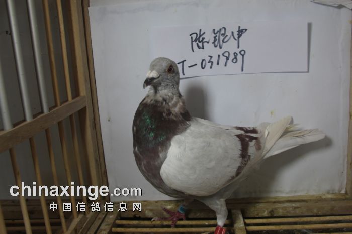 神木光宇公棚台湾地区足环<em>赛鸽照片</em>(不断上传