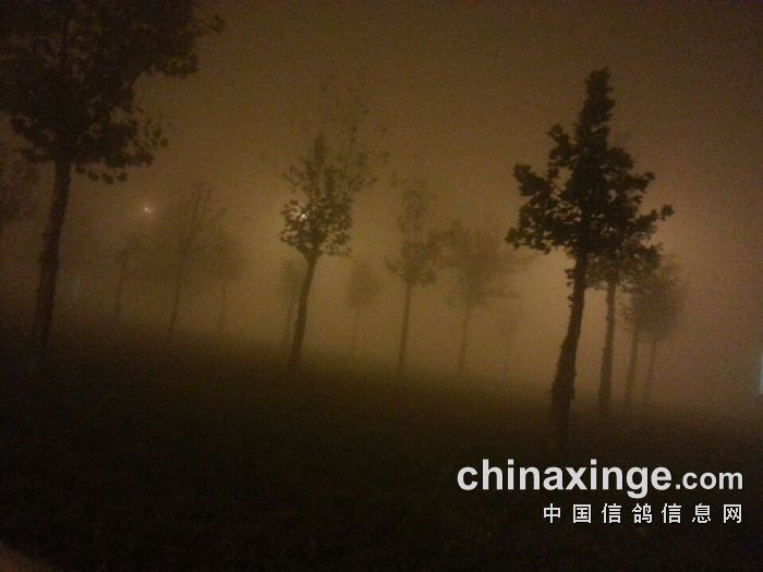 北京博雅亨利公棚11月3日比赛取消通知-中国信