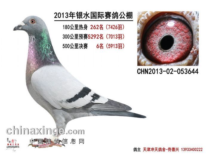 银水国际<em>赛鸽</em>公棚500公里前十名<em>赛鸽照片</em>欣赏