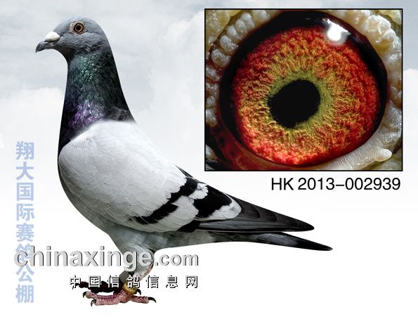 鸽王前十<em>名</em>获奖<em>鸽照片</em>-中国信鸽信息网公棚信
