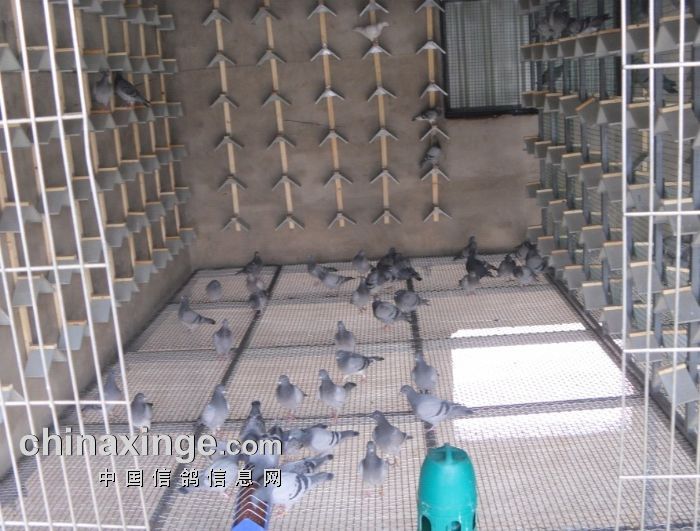 首批离开观察棚入住主棚的赛鸽-中国信鸽信息