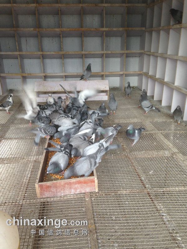 贵州凉都金果<em>赛鸽</em>中心<em>赛鸽</em>生活<em>照片</em>-中国信鸽