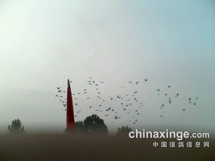 河北柏林赛鸽公棚家飞照片-中国信鸽信息网公