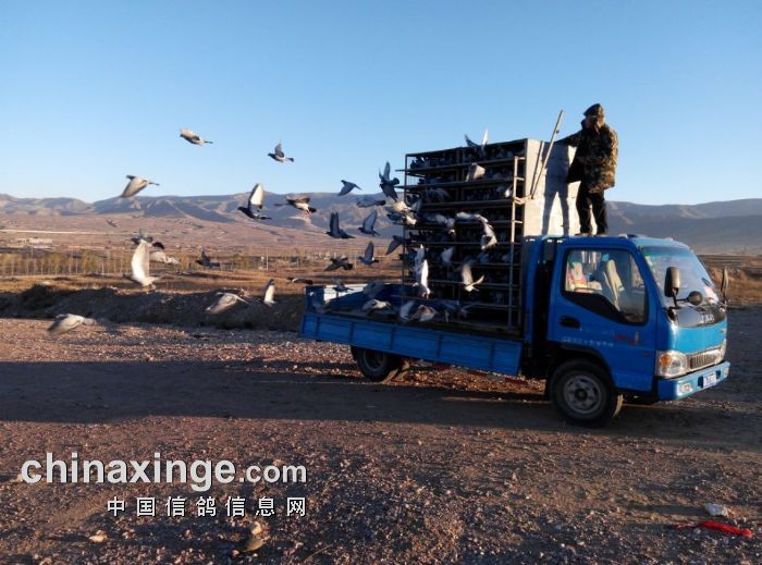山西天利和公棚300公里预赛放飞图片-中国信鸽
