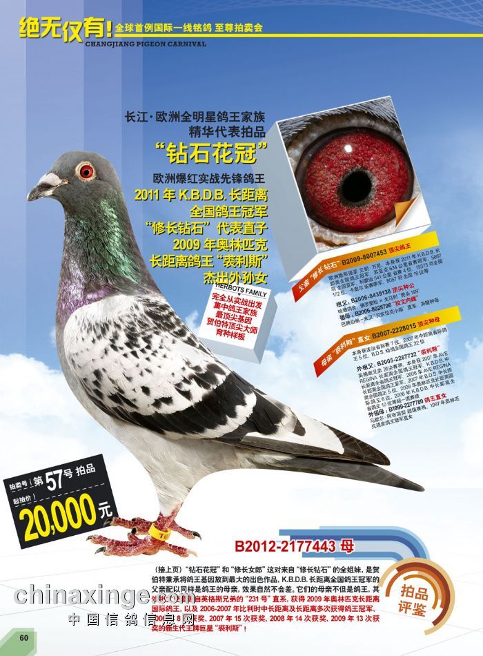 北京长江鸽业种鸽图片