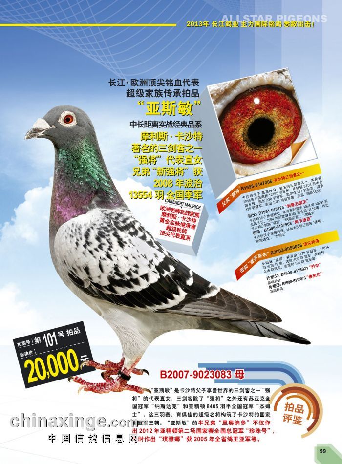 北京长江鸽业种鸽图片